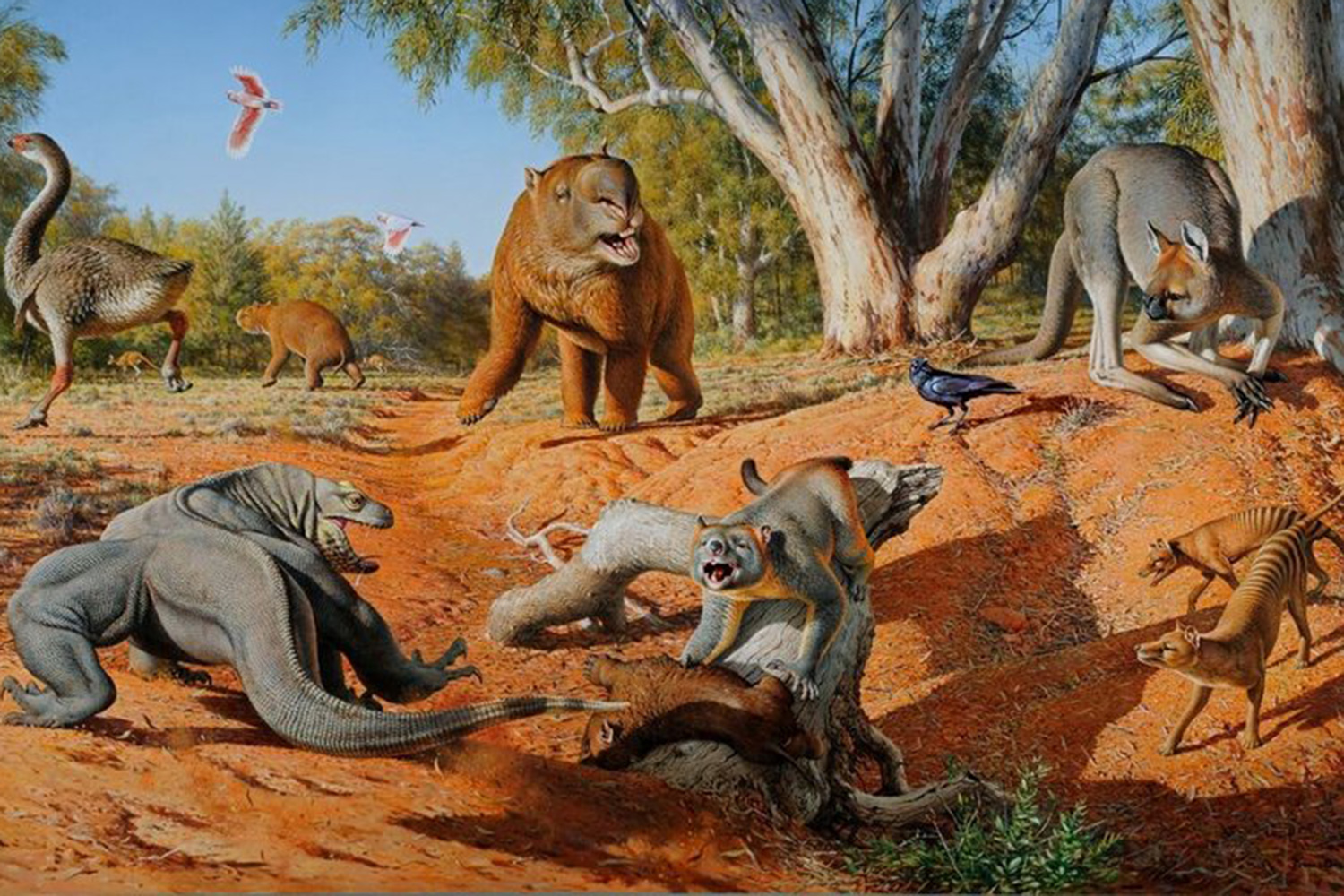 Illustration of a range of now-extinct megafauna that were present when humans first arrived in Australia (by Peter Trusler).