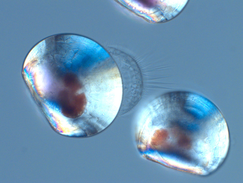 Zwei Tage alte Miesmuschellarven unter dem Polarisationsmikroskop. Foto: F. Melzner, GEOMAR