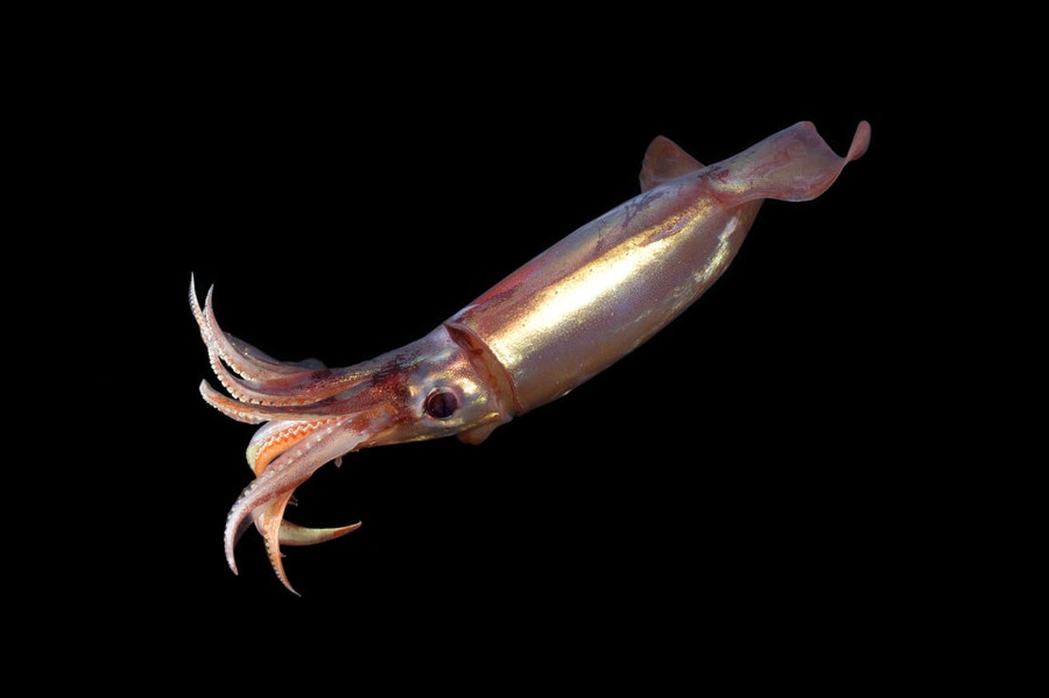 A specimen of the atlantic squid Sthenoteuthis pteropus. Photo: Solvin Zankl, www.solvinzankl.com