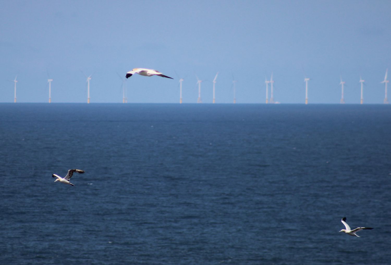 Nahrungssuchende Basstölpel vor einem Offshore-Windpark in der Nordsee, Foto: Stefan Garthe