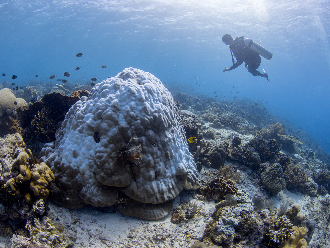 A bleached reef-building coral of the genus Porites. These coral species are important builders of most reefs in the entire Indo-Pacific region. Due to increasingly prolonged heat waves and more extreme temperatures, corals and thus marine ecosystems in the tropics are already on the verge of collapse. Photo: A. Roik